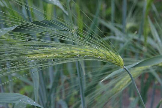 Image of common barley