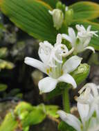 Image of toad lily