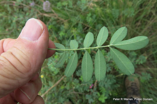 Image of Tephrosia grandiflora (Aiton) Pers.