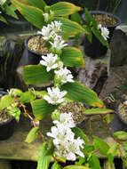 Image of toad lily