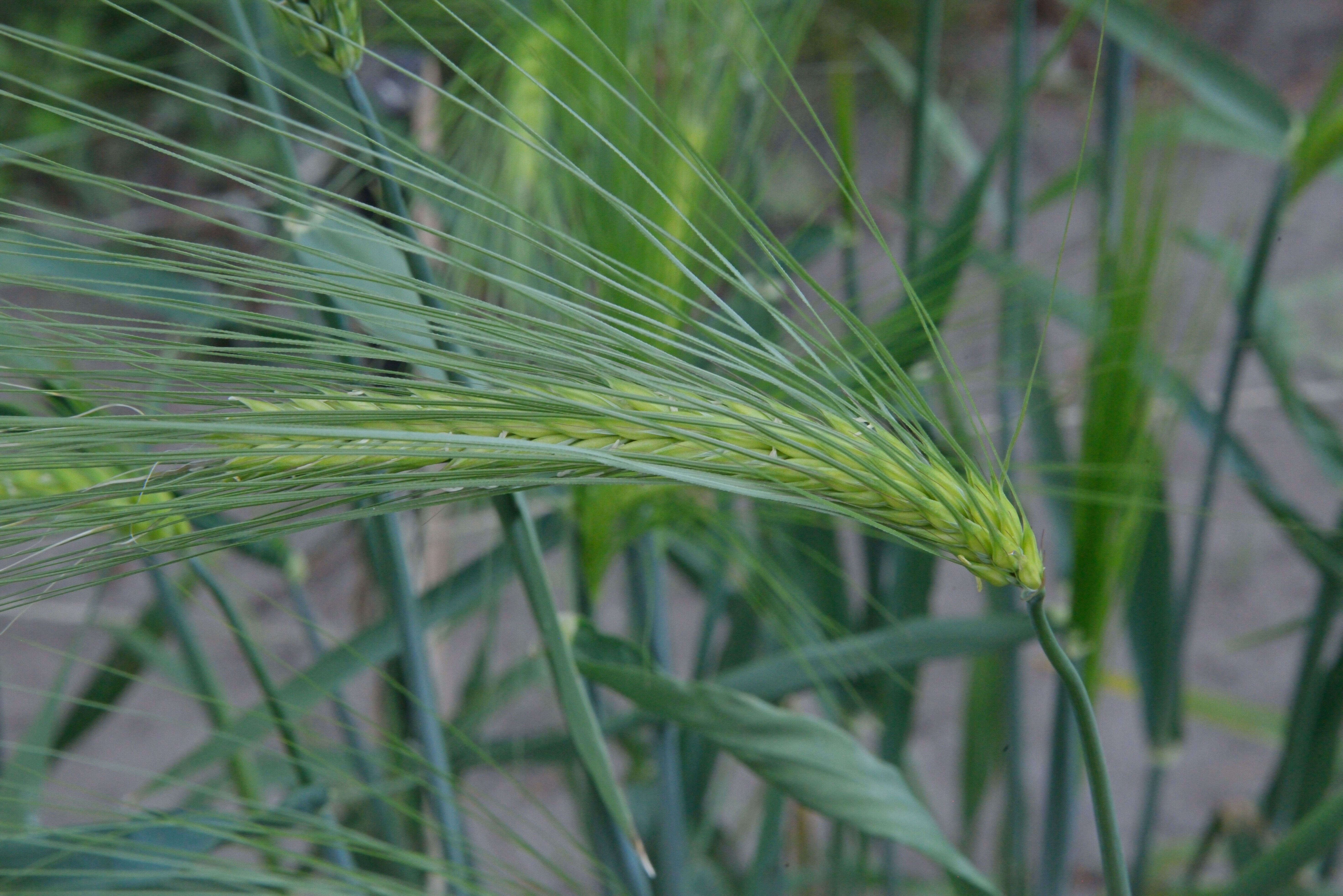 Image of common barley