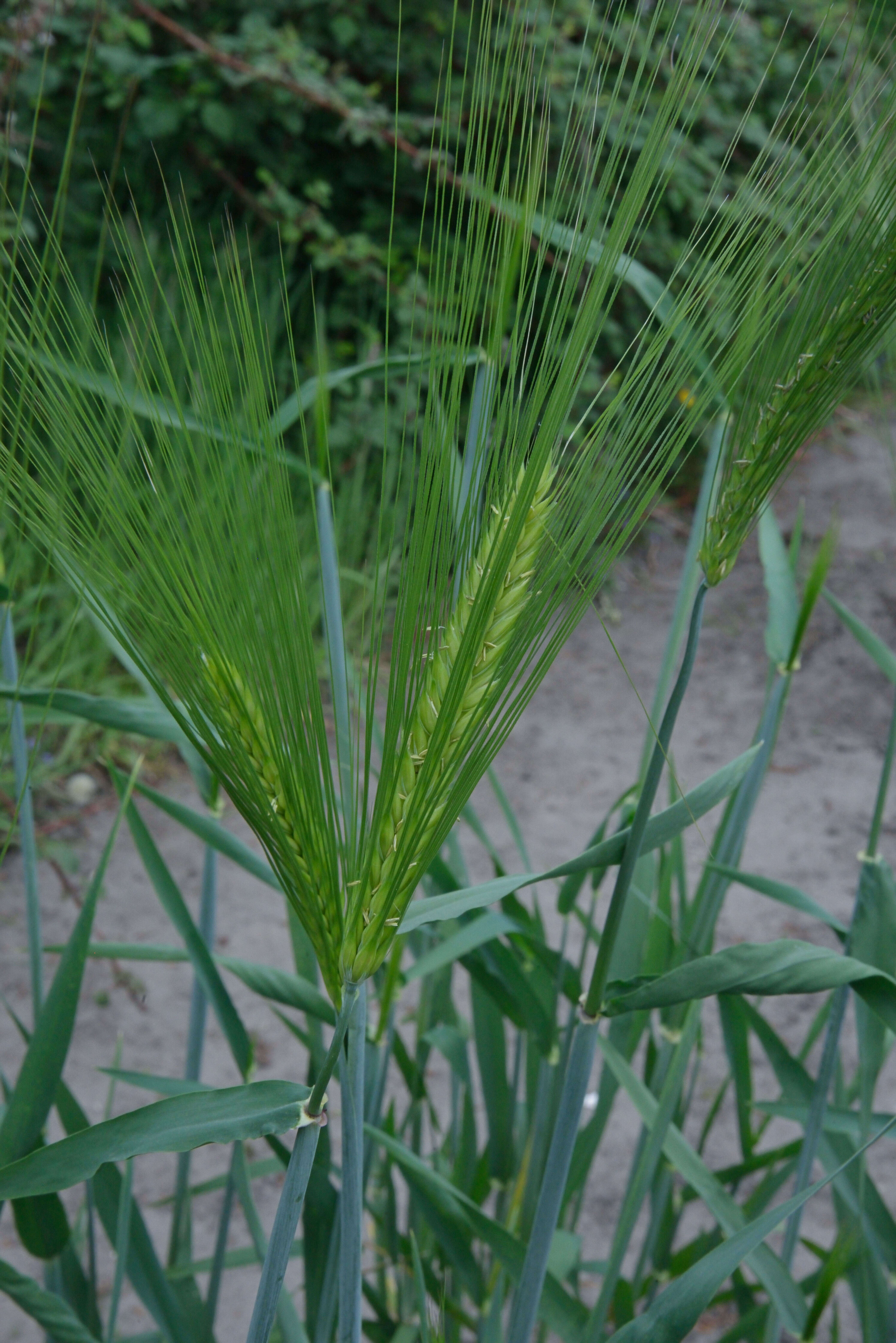 Image of common barley