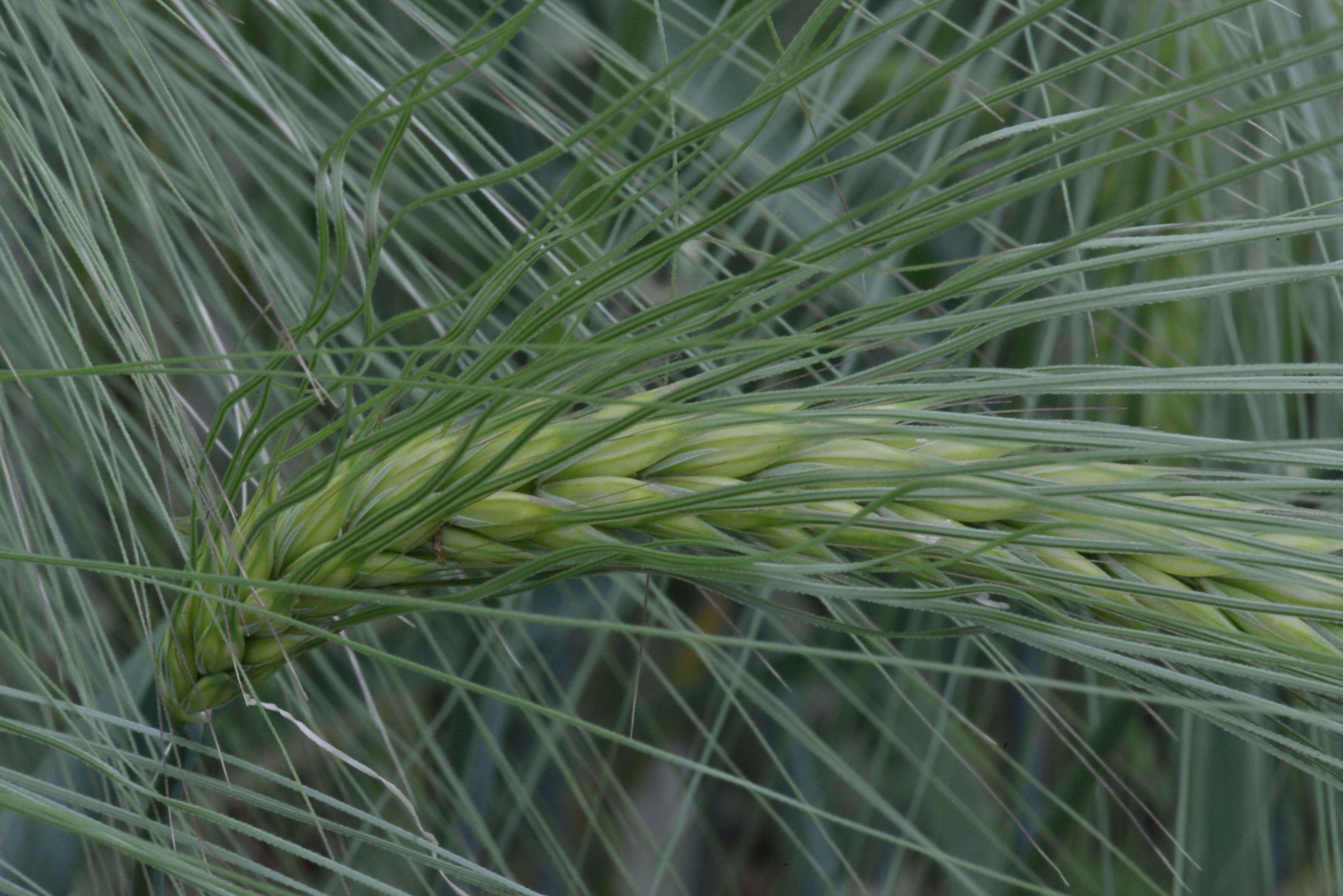 Image of common barley