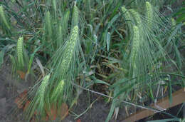 Image of common barley