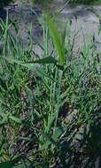 Image of common barley