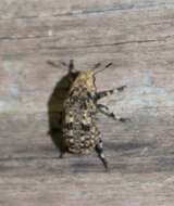 Image of Marbled Fungus Weevil