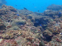 Image of Pearl-spot Chromis