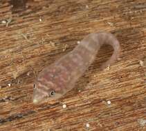 Image of Broad clingfish