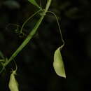 Image of Lathyrus saxatilis (Vent.) Vis.