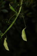 Lathyrus saxatilis (Vent.) Vis.的圖片