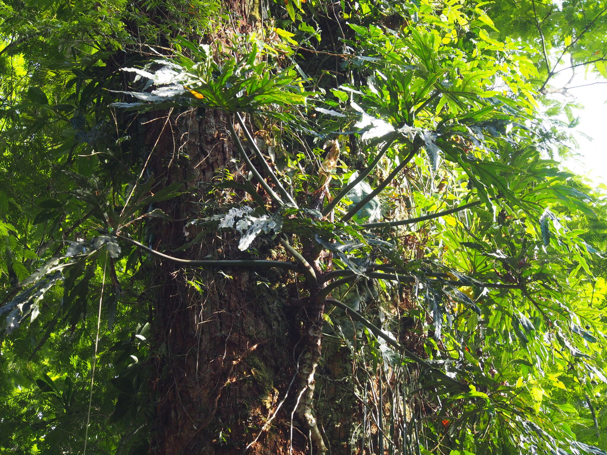 Image of Philodendron radiatum Schott