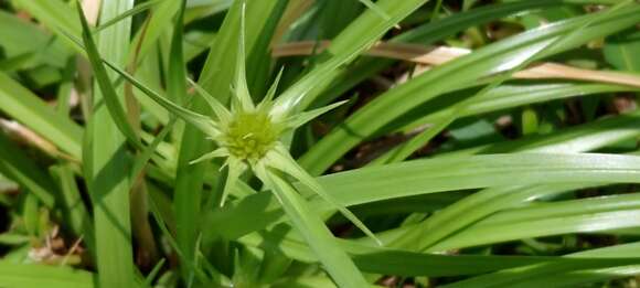 Rhynchospora rubra (Lour.) Makino resmi