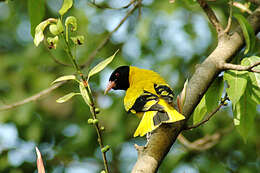 Image of Black-hooded Oriole