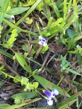 صورة Lindernia grandiflora Nutt.