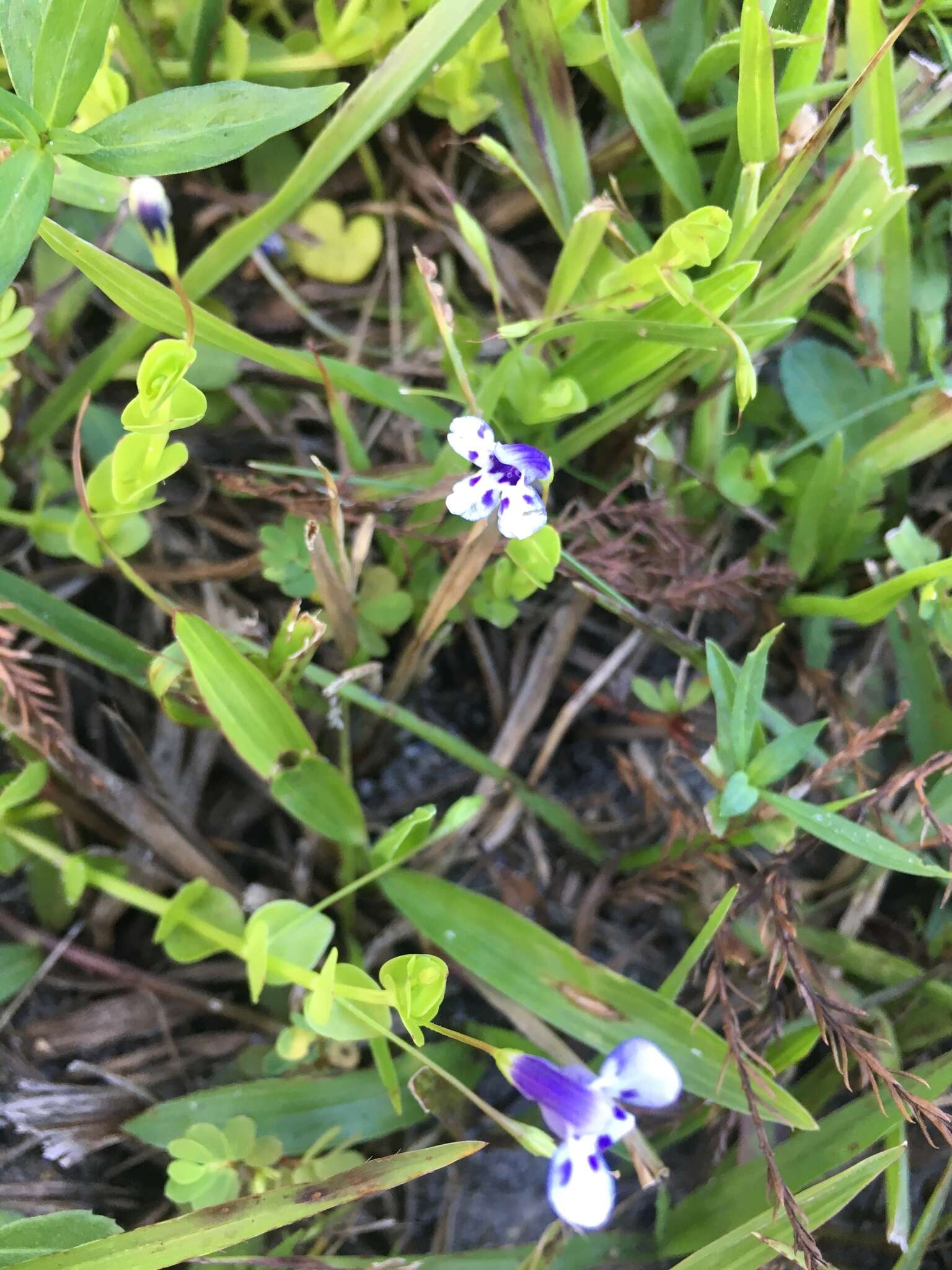 صورة Lindernia grandiflora Nutt.