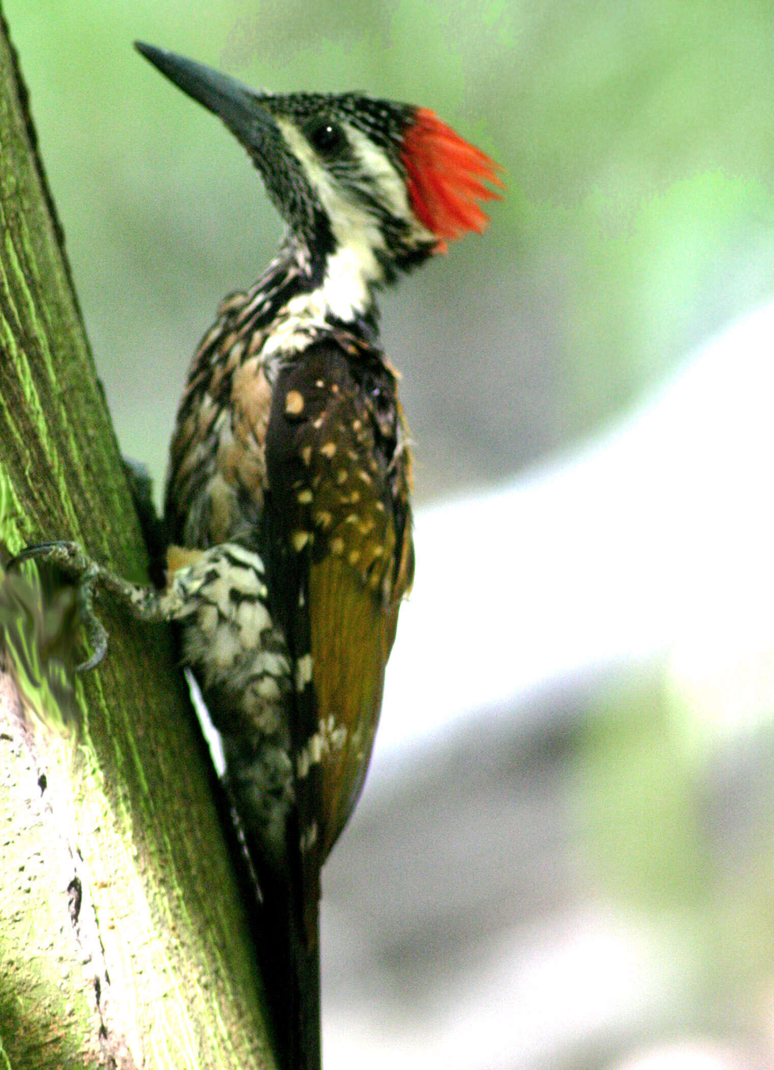 Image of Black-rumped Flameback