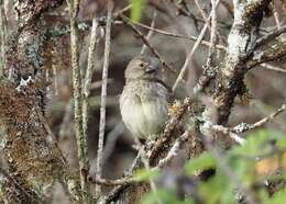 Image of Platyspiza Ridgway 1897