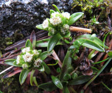 Image of Abrotanella rostrata U. Svenson