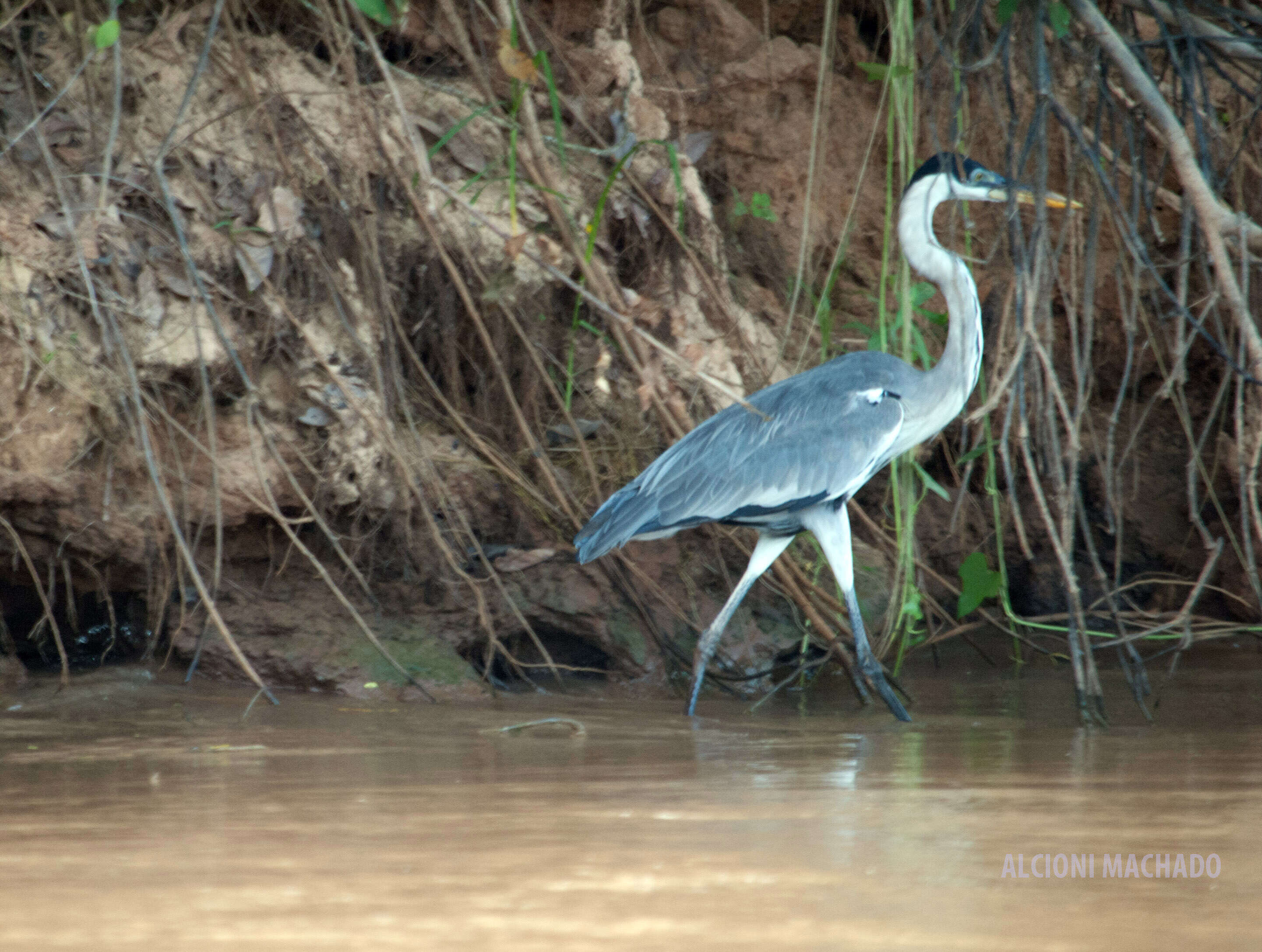 Image of Cocoi Heron