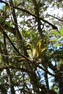 Image of Catopsis paniculata É. Morren