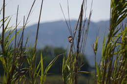 Image of Spanish Sparrow