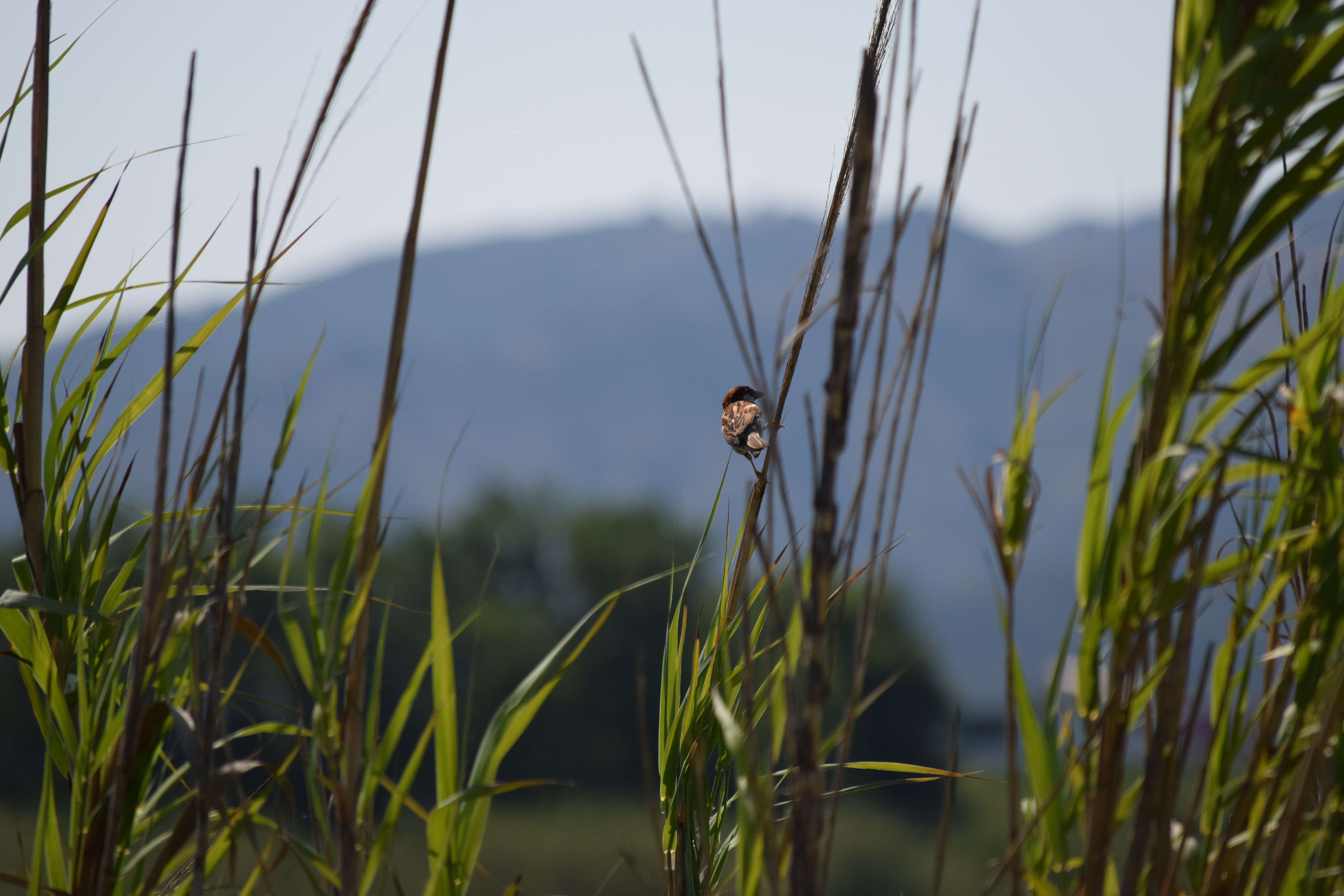 Image of Spanish Sparrow