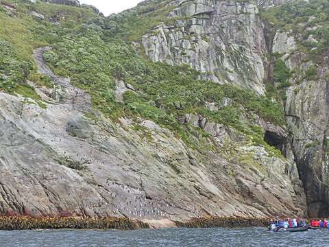 Image of Snares Crested Penguin