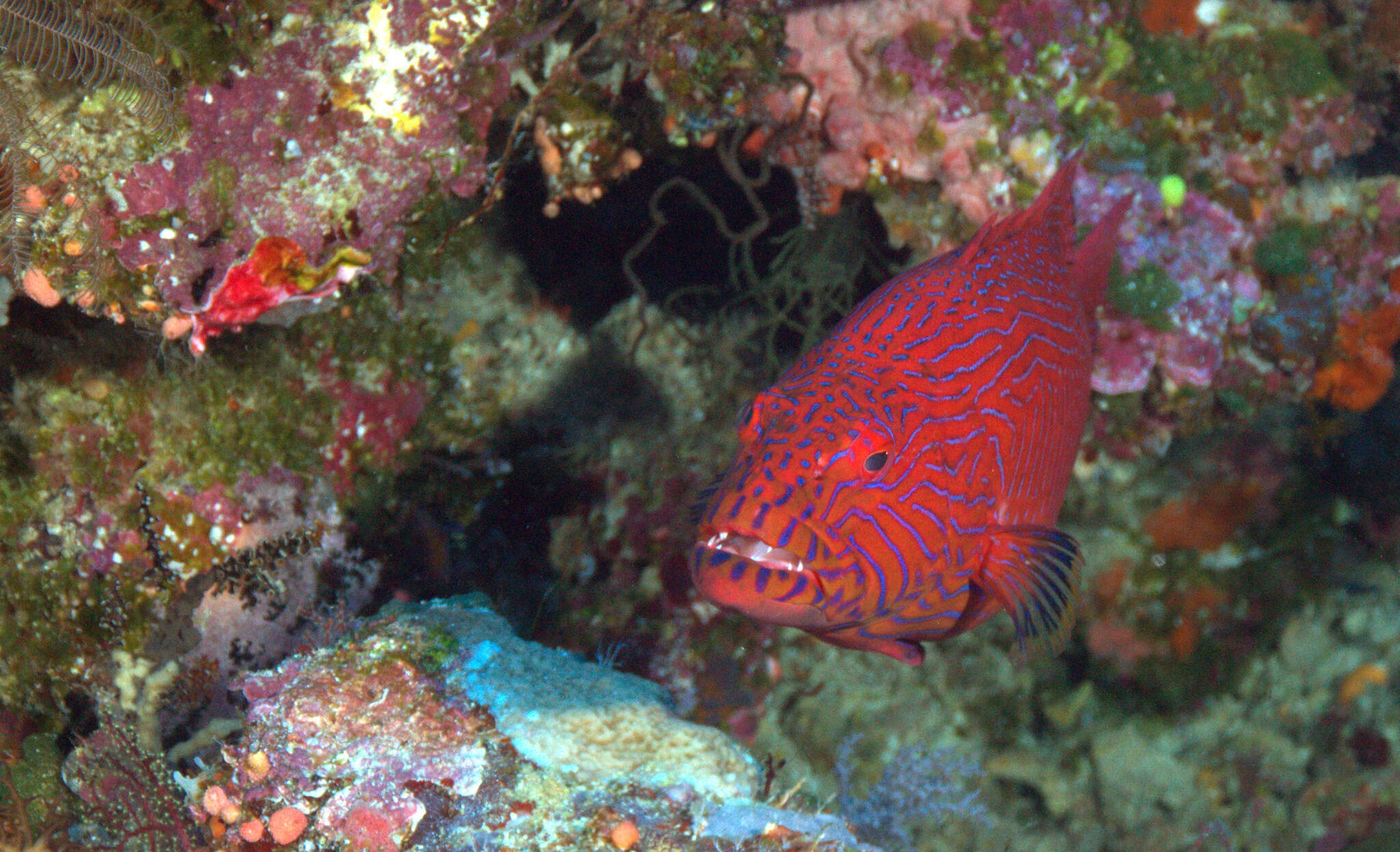 Image of Highfin coralgrouper