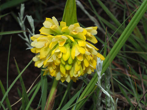 Image of Eulophia leontoglossa Rchb. fil.