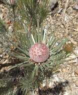 Image of Linear-leaf Conebush