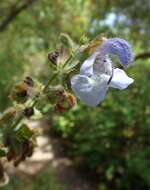 Image of Salvia africana L.