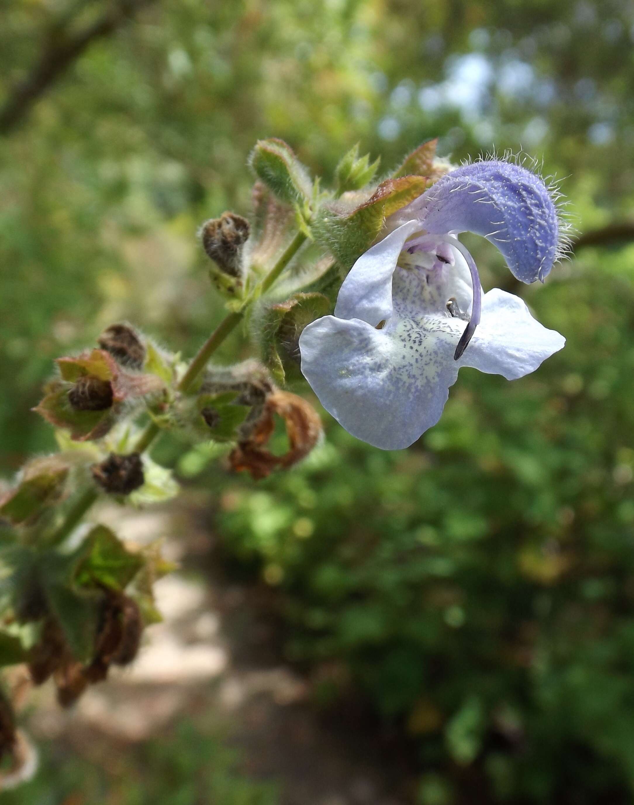 Imagem de Salvia africana L.