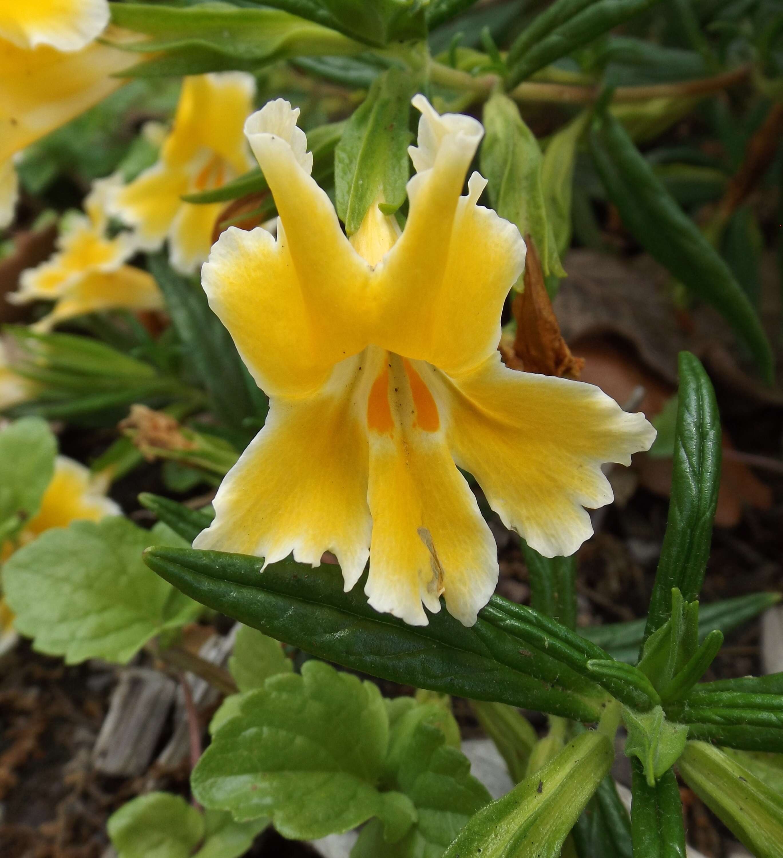 Plancia ëd Mimulus