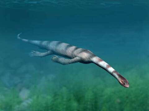 Image of Keichosaurus