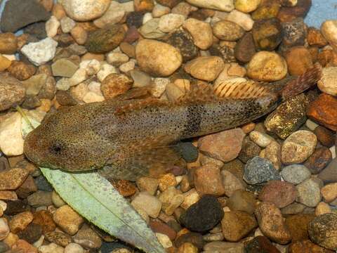 Image of Mottled Sculpin