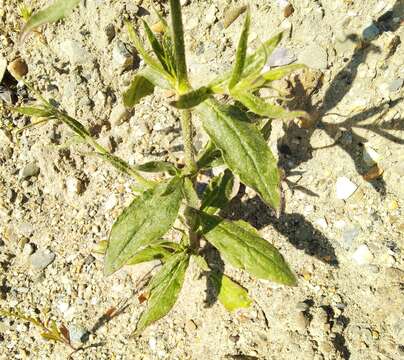 Imagem de Silene noctiflora L.