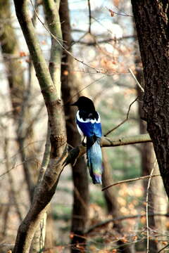 Image of Oriental Magpie