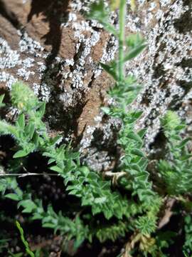 Image of Linaria saxatilis (L.) Chaz.