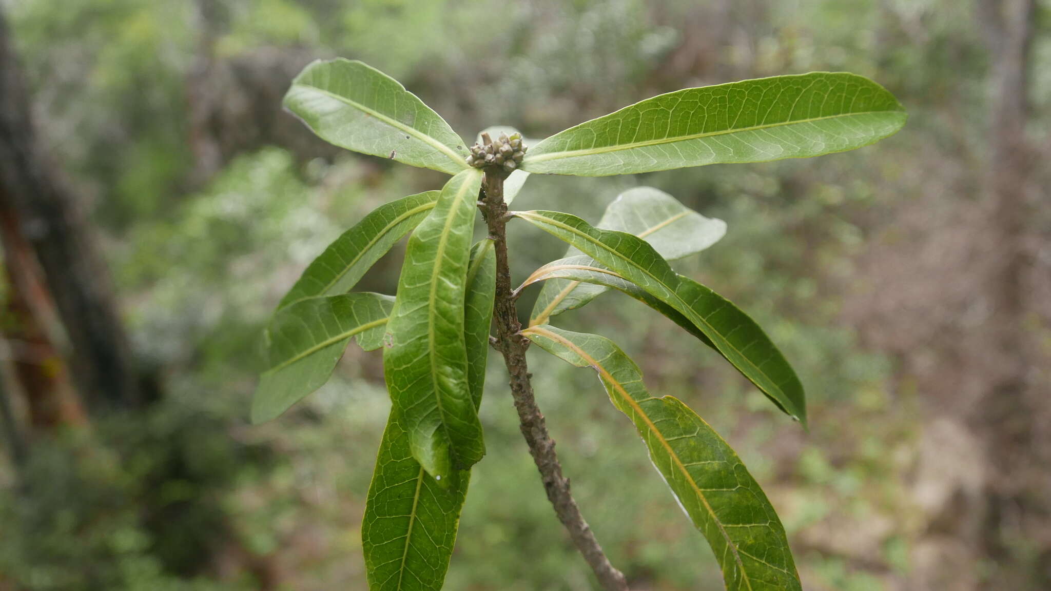 Image of Droceloncia rigidifolia (Baill.) J. Léonard