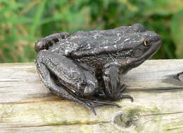 Image of Eurasian Marsh Frog