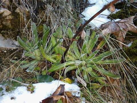 Image of Saxifraga hostii Tausch