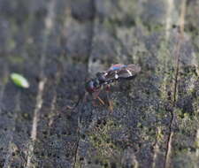 Слика од Globiceps sphaegiformis (Rossi 1790)