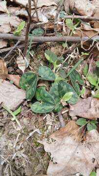 Image of Asarum forbesii Maxim.