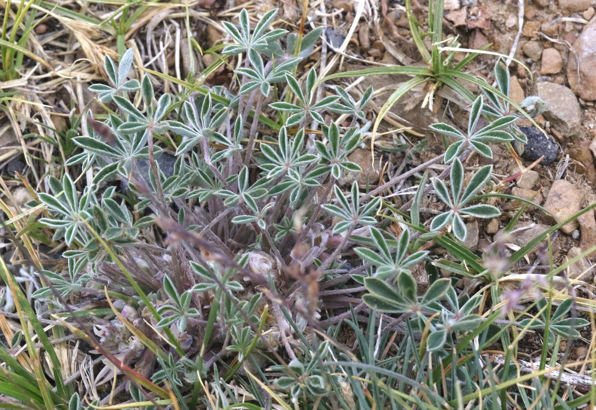 Image of stemless dwarf lupine