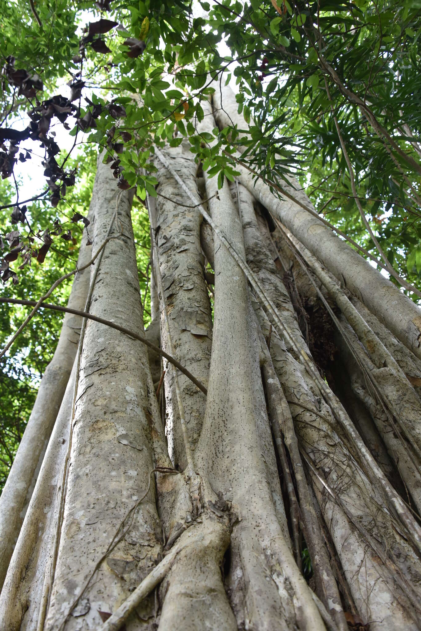 Слика од Ficus grevei Baill.