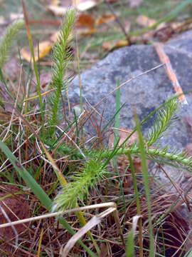 Image of Stag's-horn Clubmoss