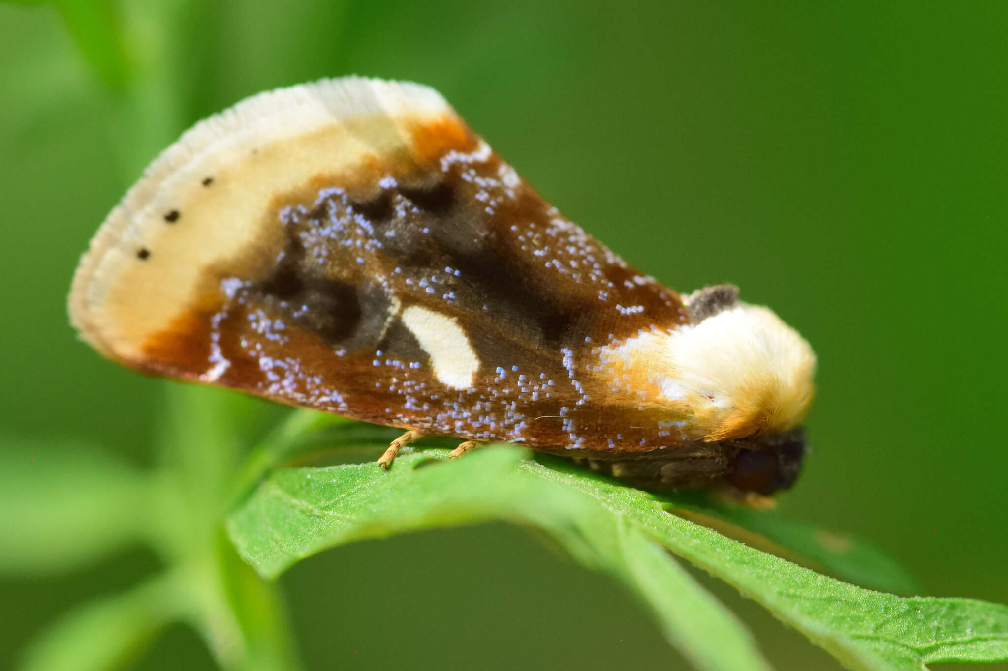 Слика од Chrysoecia requies Dyar 1909