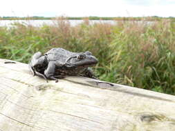 Image of Eurasian Marsh Frog