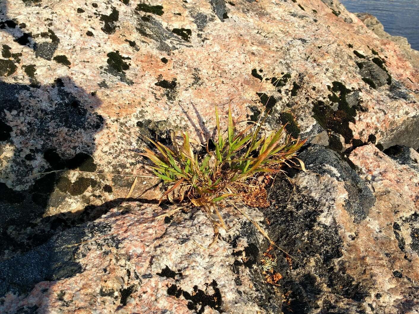 Image of slender rosette grass