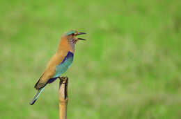 Image of Indian Roller